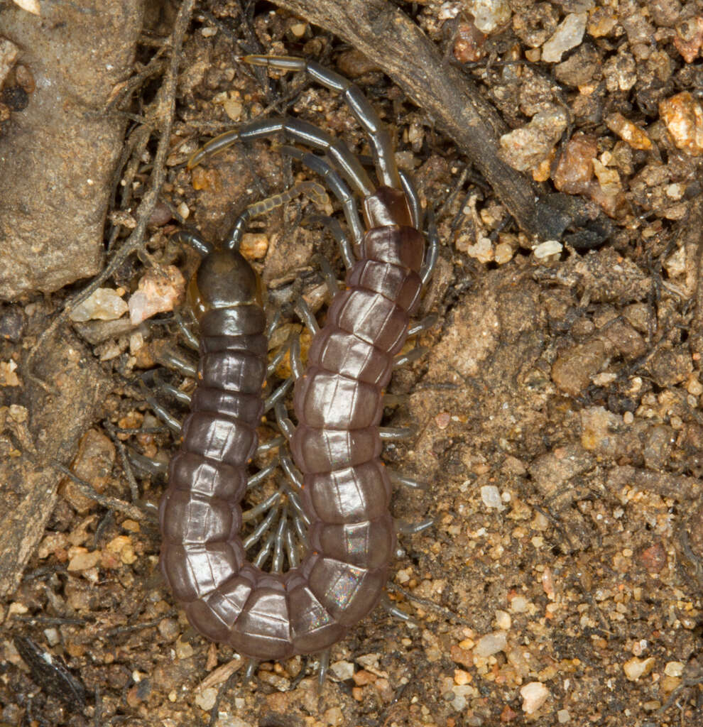 Image of Oranian Giant Centipede