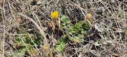 Image of Geum geoides (Pall.) Smedmark