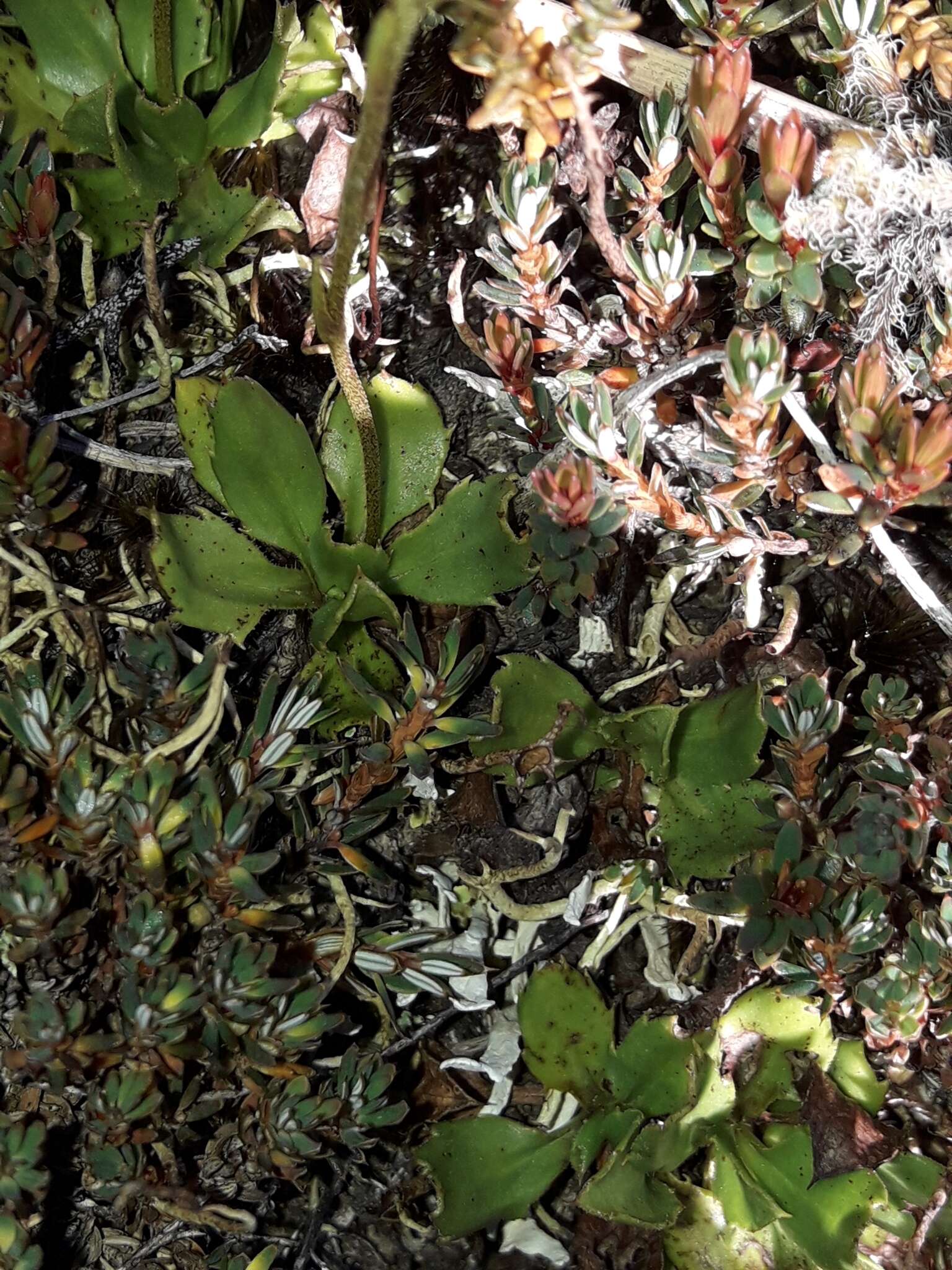 Image of Bog Mountain Daisy