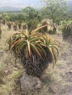 Image of Aloe alooides (Bolus) Druten