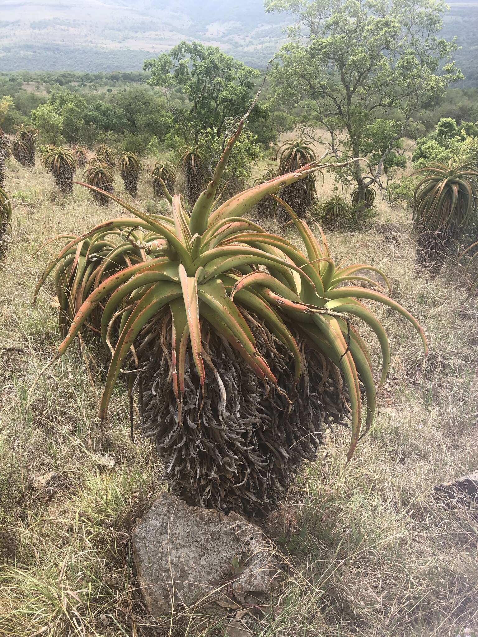 Image of Graskop Aloe