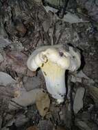 Image of Chanterelle