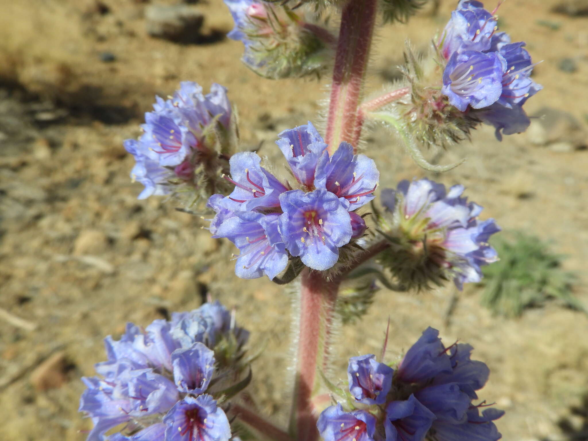 Echium auberianum Webb & Berth. resmi