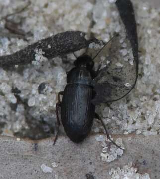 Image of Selenophorus (Celiamorphus) fossulatus Dejean 1829