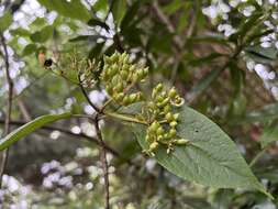 Image de Viburnum urceolatum Sieb. & Zucc.