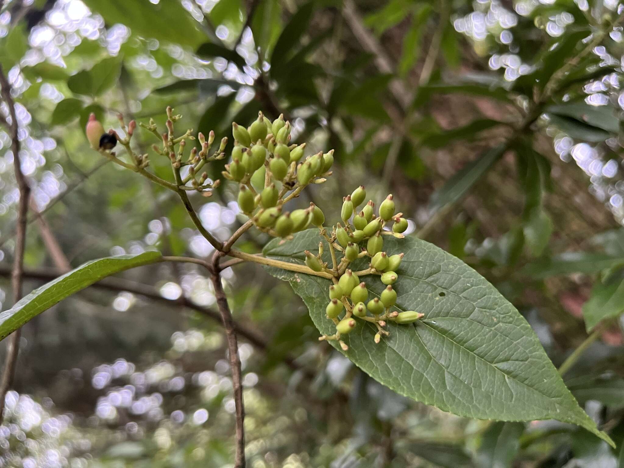 Image de Viburnum urceolatum Sieb. & Zucc.