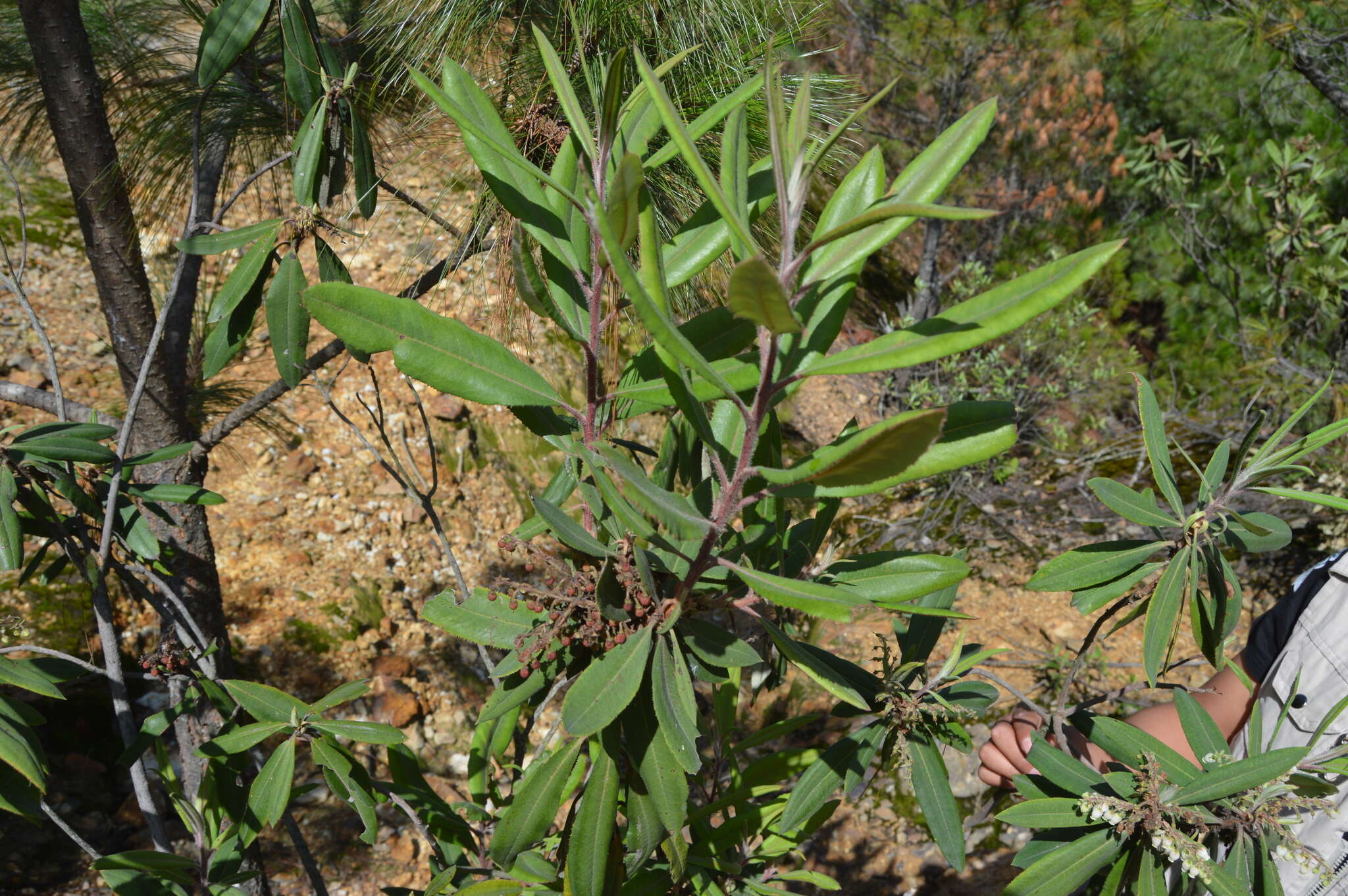 Image of Comarostaphylis longifolia (Benth.) Klotzsch