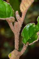 Image of Pomaderris paniculosa subsp. paralia N. G. Walsh