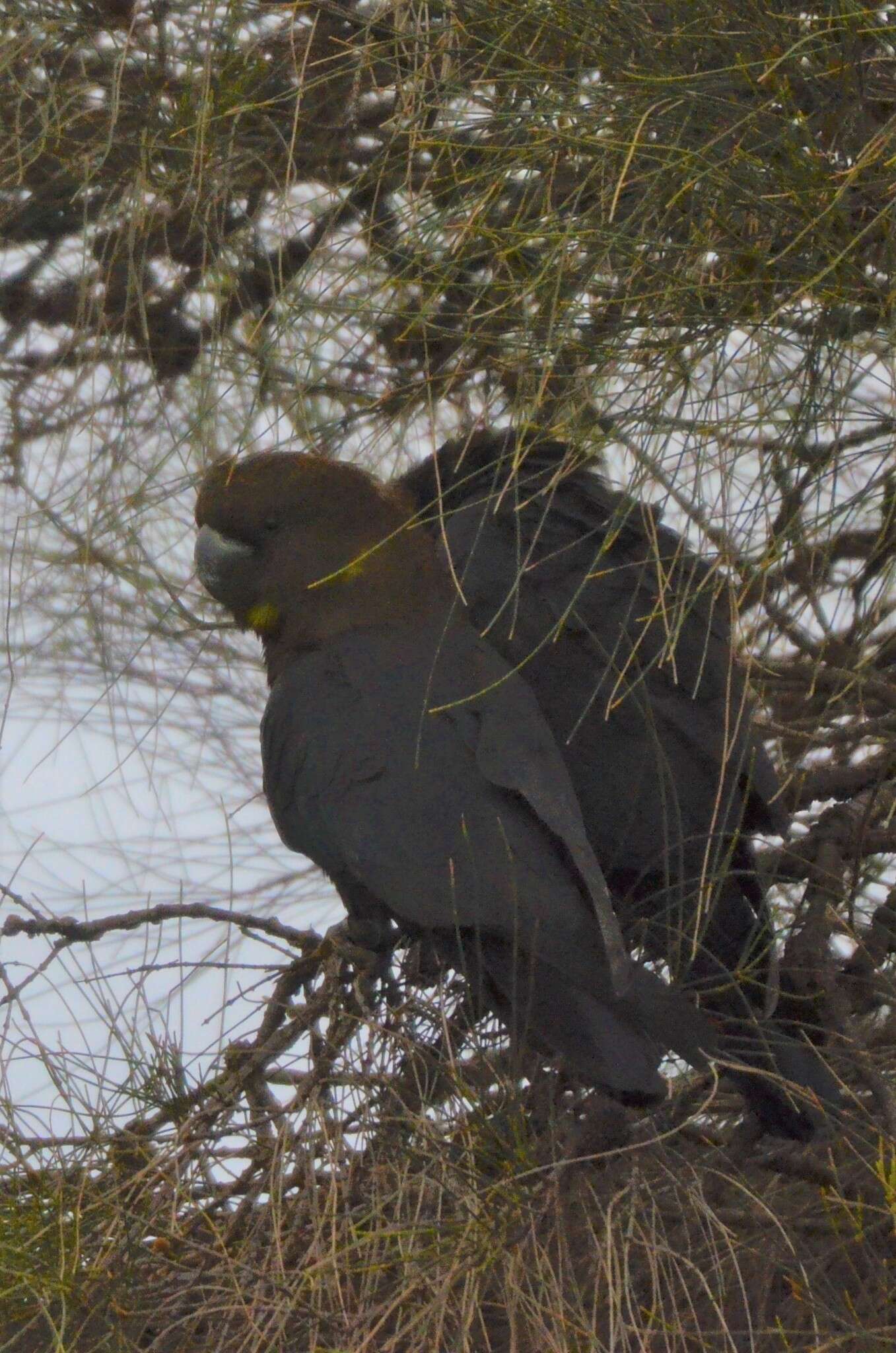 Calyptorhynchus lathami halmaturinus Mathews 1912 resmi