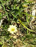 Image of Gentiana scabrida Hayata