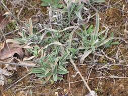 Image of Phlomis lychnitis L.