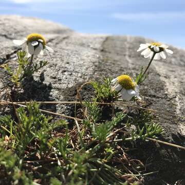 Imagem de Tripleurospermum inodorum (L.) Sch.-Bip