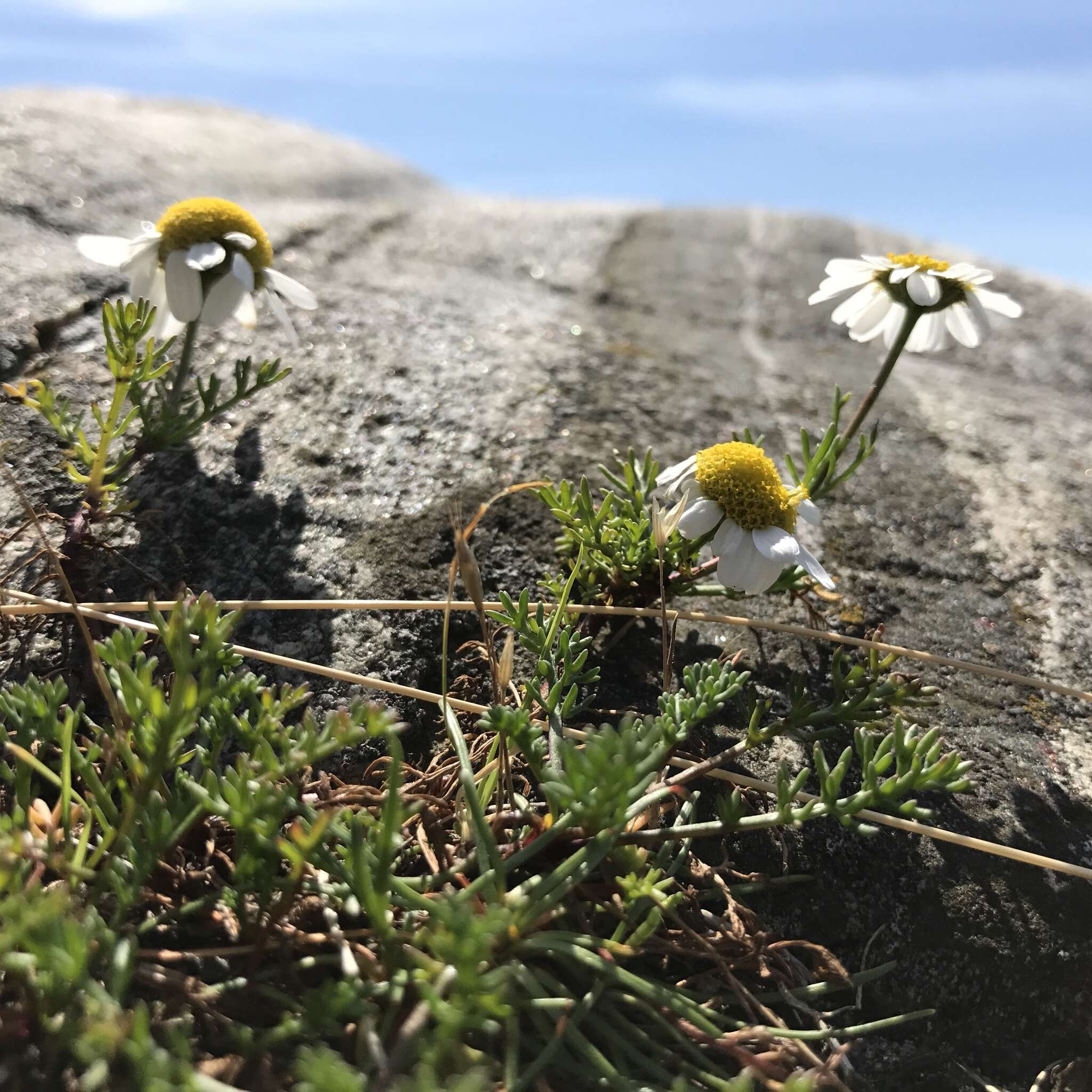 Image of scentless false mayweed