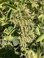 Image of Celosia floribunda A. Gray