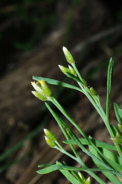 صورة Rhodanthe laevis (A. Gray) P. G. Wilson