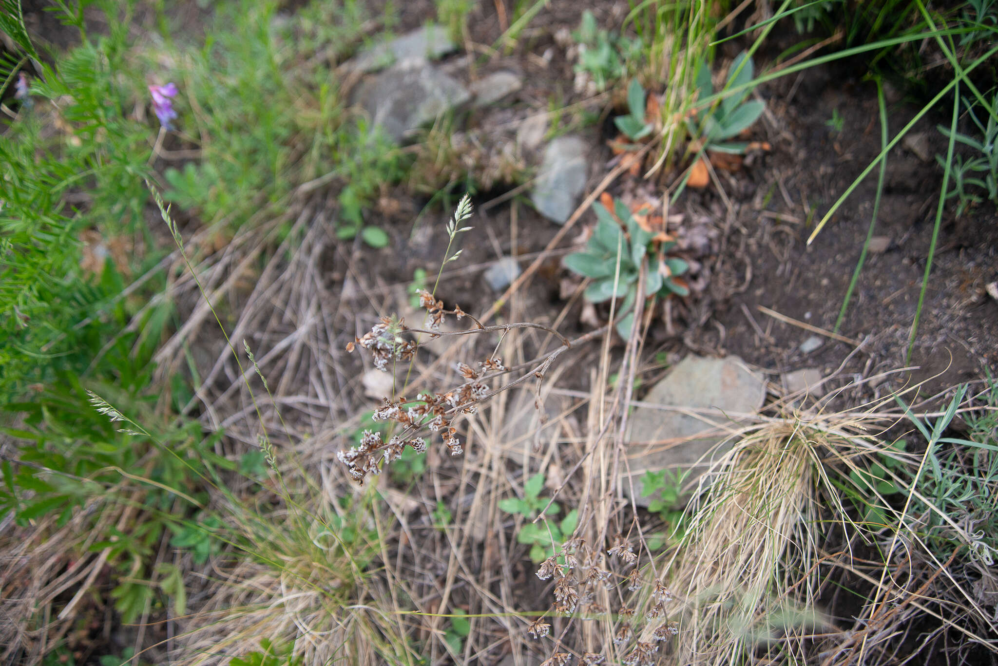 Image of Goniolimon speciosum (L.) Boiss.