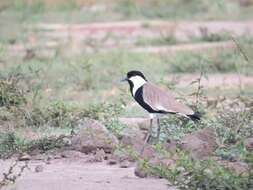 Image of spur-winged lapwing