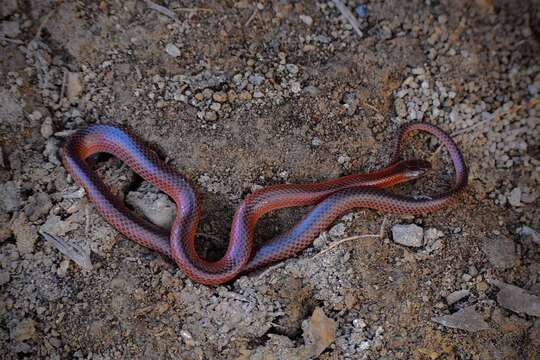 Image of Black-striped snake