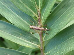 Image of Conocephalus (Anisoptera) melaenus (Haan 1843)