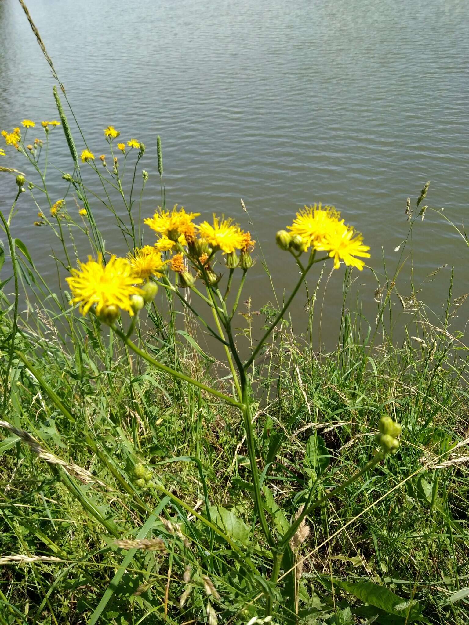 Image of rough hawksbeard