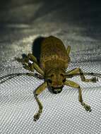 Image of Poplar Long-Horned Beetle