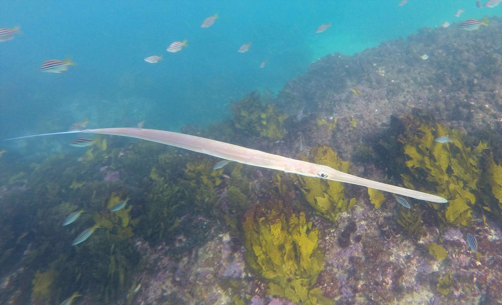 Image of Bluespotted cornetfish