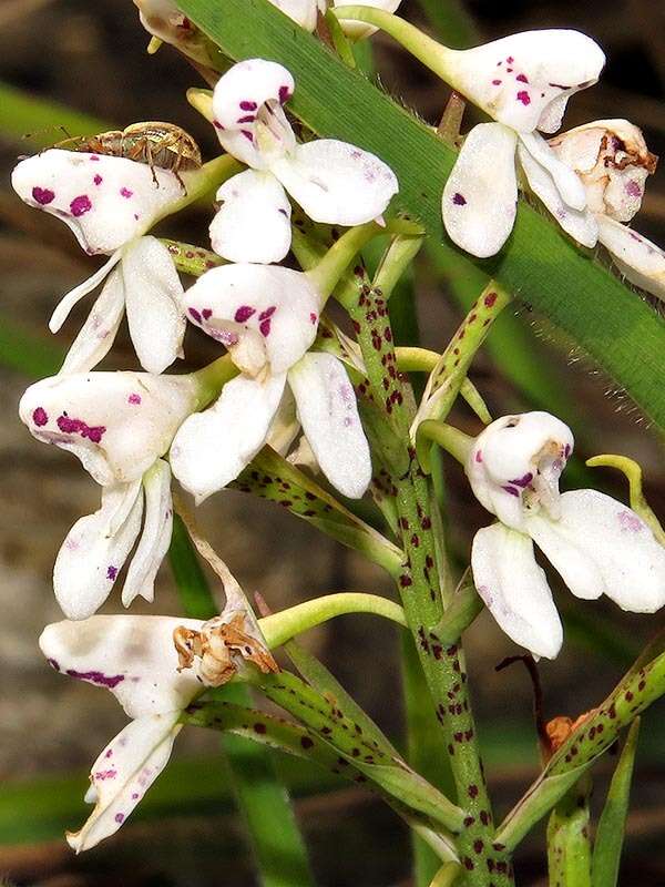 صورة Disa saxicola Schltr.