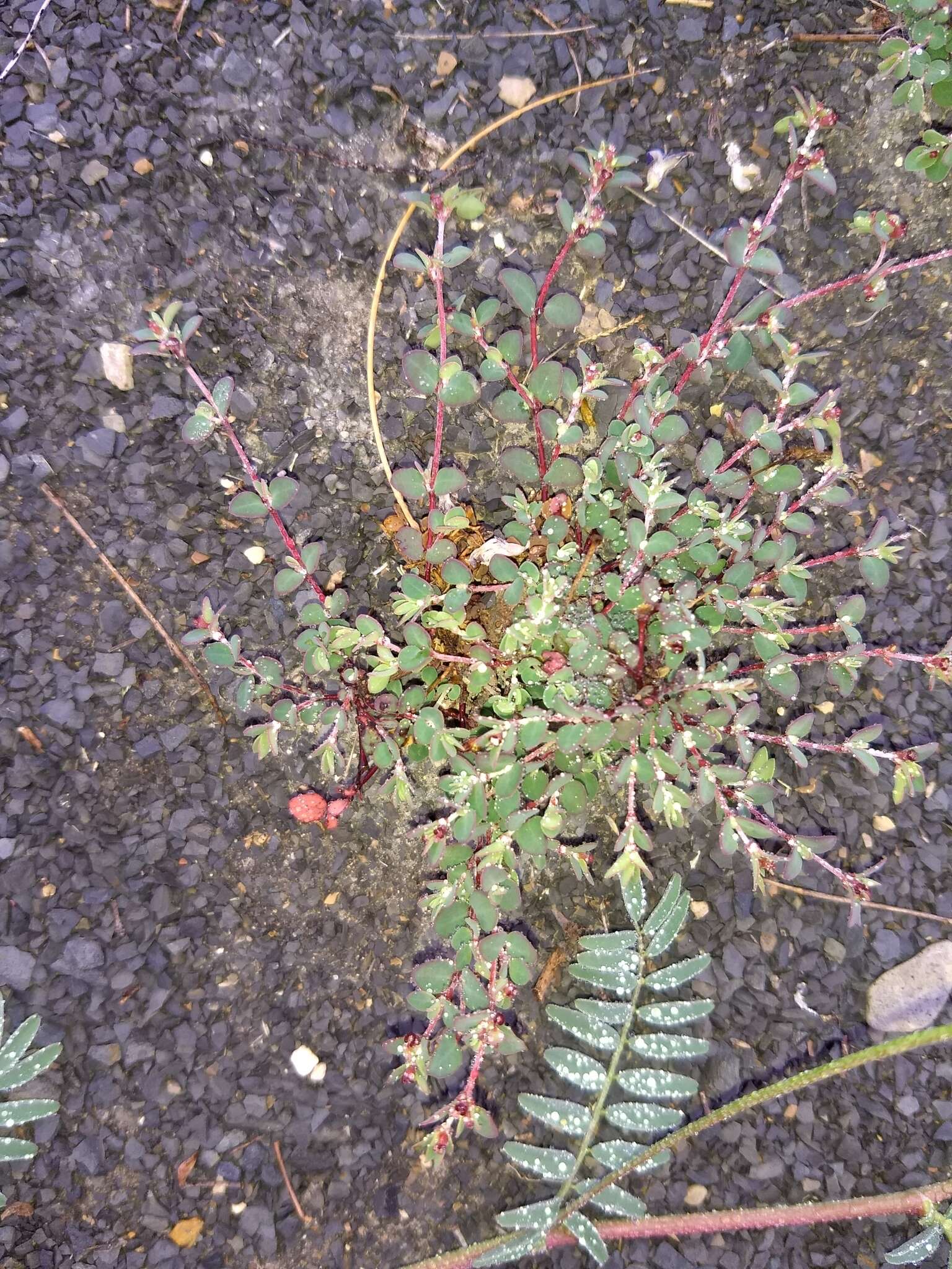 صورة Euphorbia cinerascens Engelm.