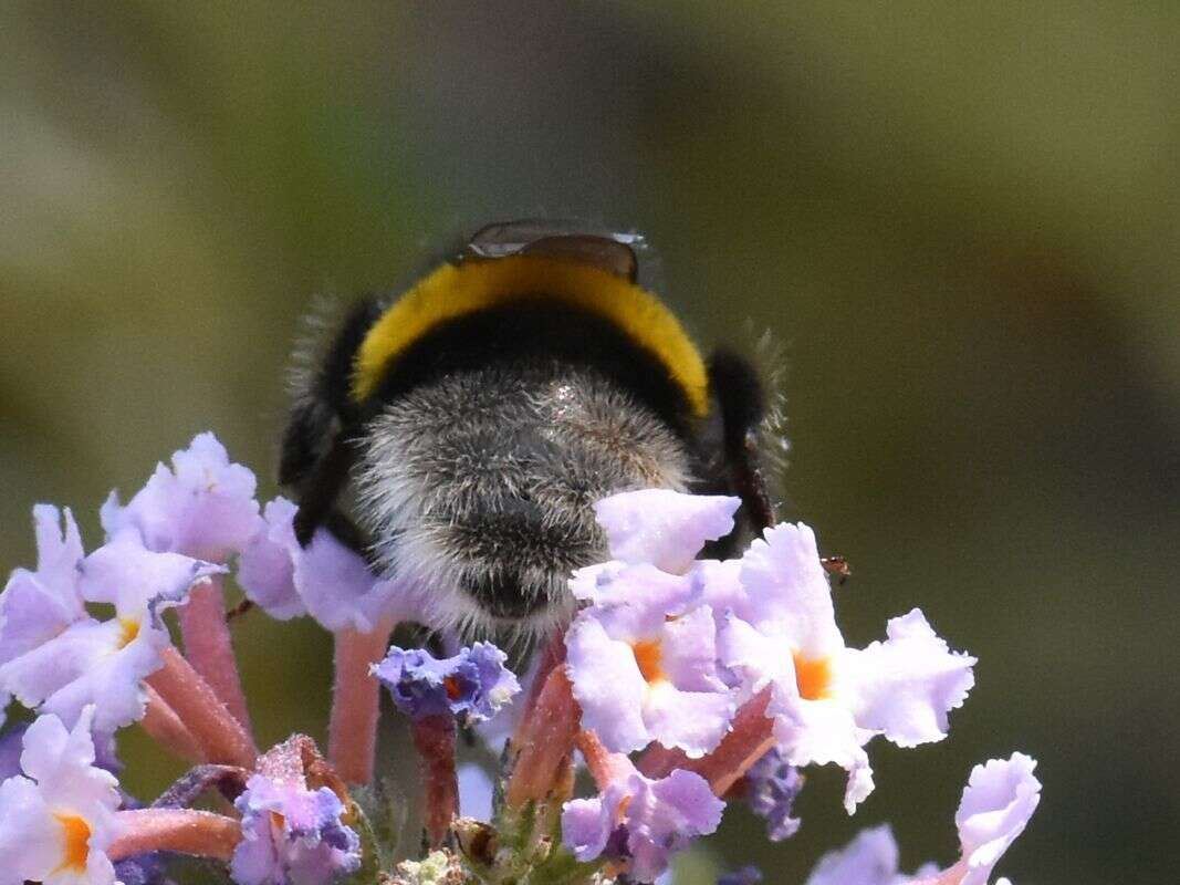 Image of White-tailed bumblebee