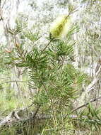 Image of Wallum bottlebrush