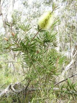 Image of Wallum bottlebrush