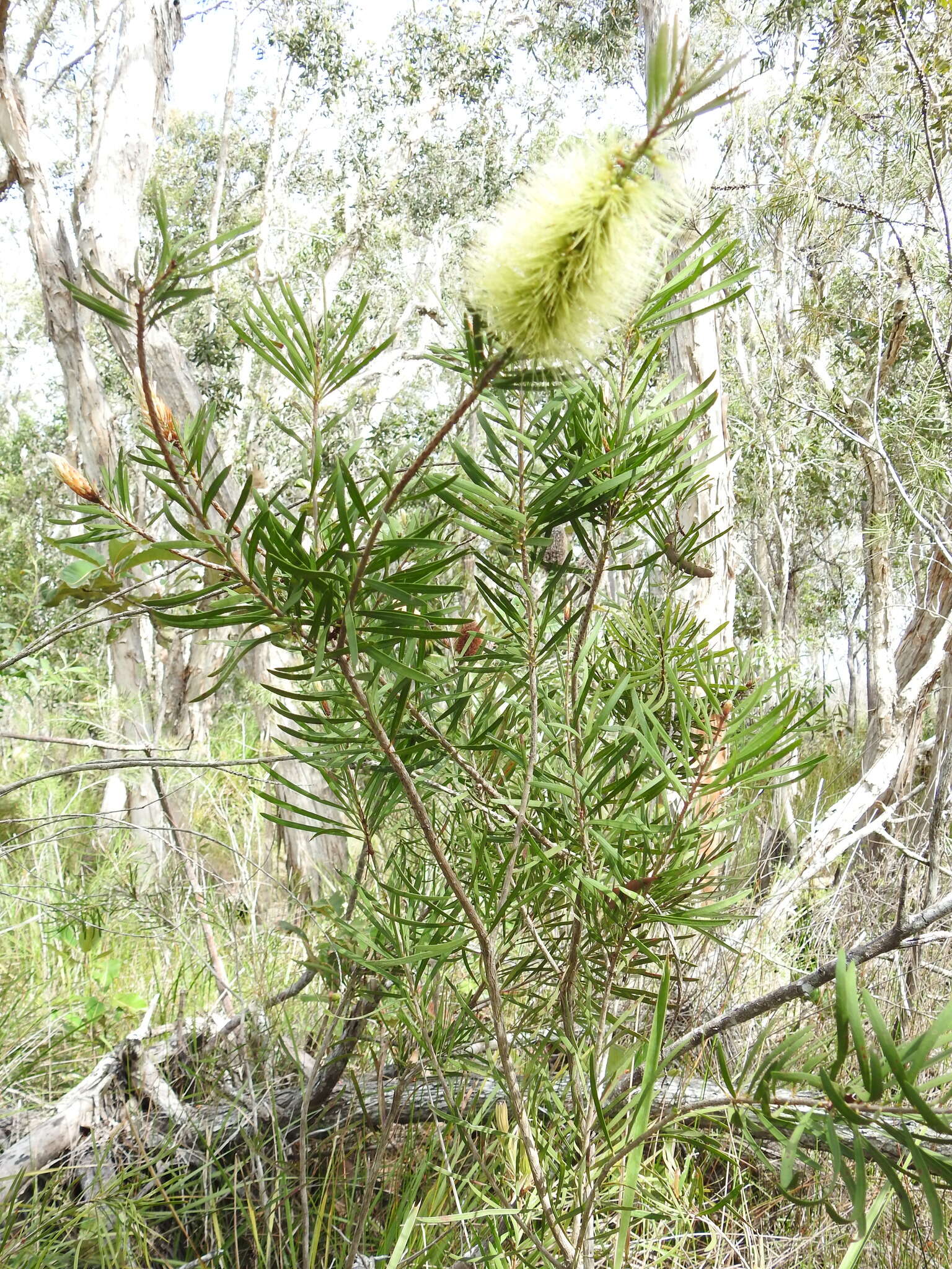 Sivun Callistemon pachyphyllus Cheel kuva