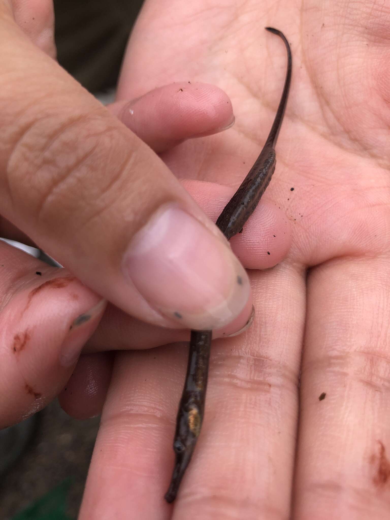 Image of Northern Pipefish