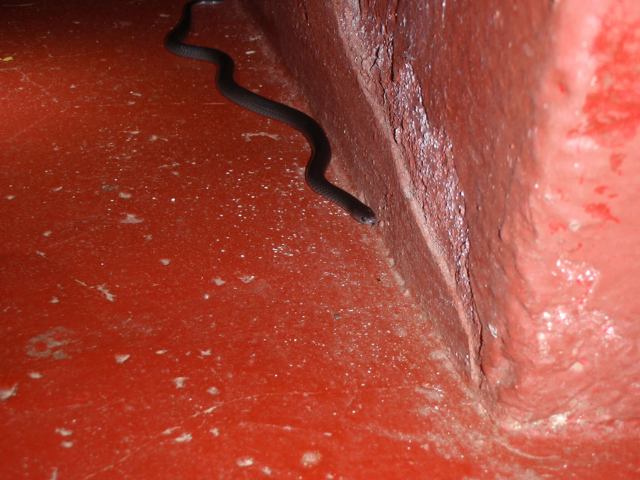 Image of Black Centipede Eater