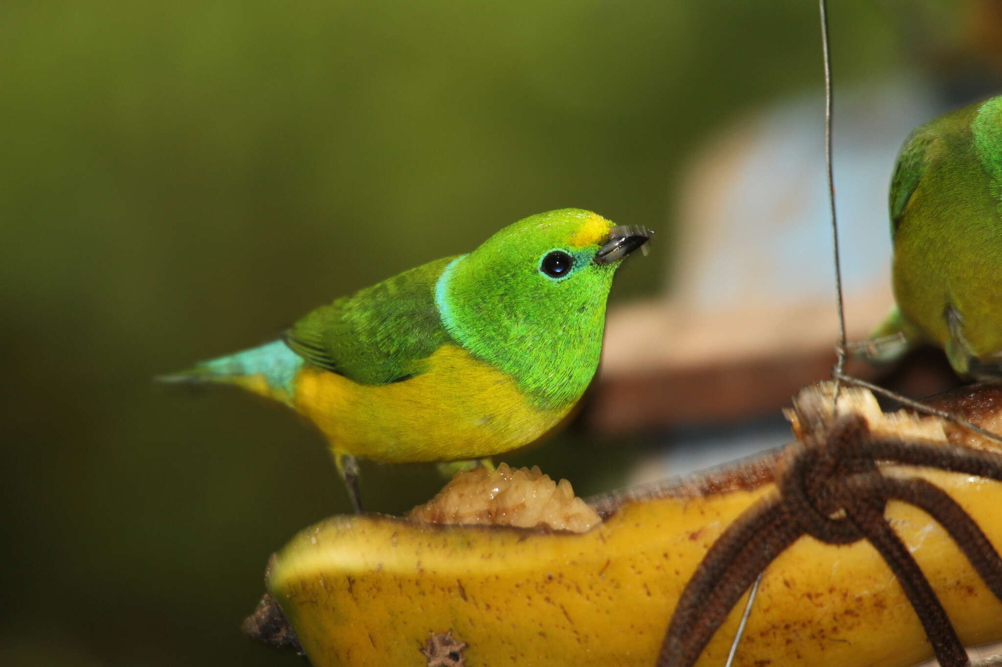 Imagem de Chlorophonia cyanea (Thunberg 1822)