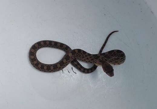 Image of Mexican Bullsnake