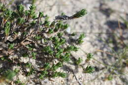 Image of Crucianella maritima L.