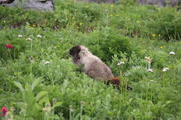 Image of Olympic Marmot