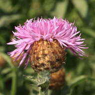 Слика од Centaurea decipiens Thuill.