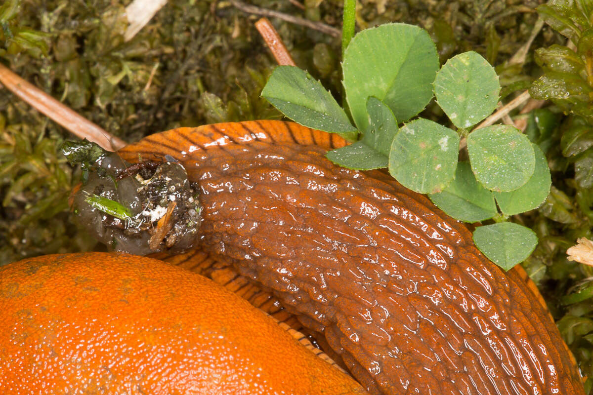 Image of Spanish slug