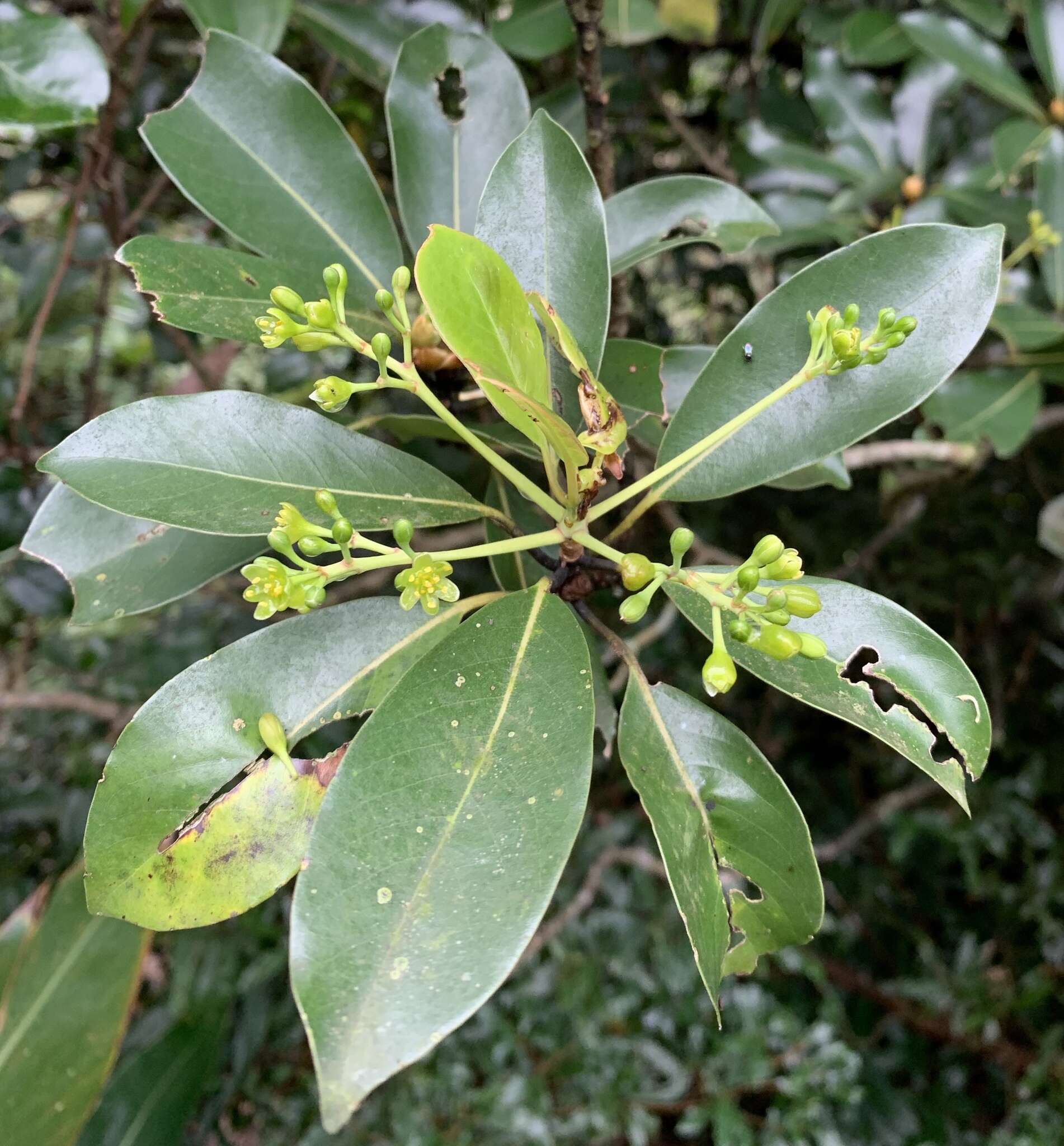 Image of Machilus thunbergii Sieb. & Zucc.