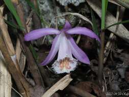 Pleione formosana Hayata resmi