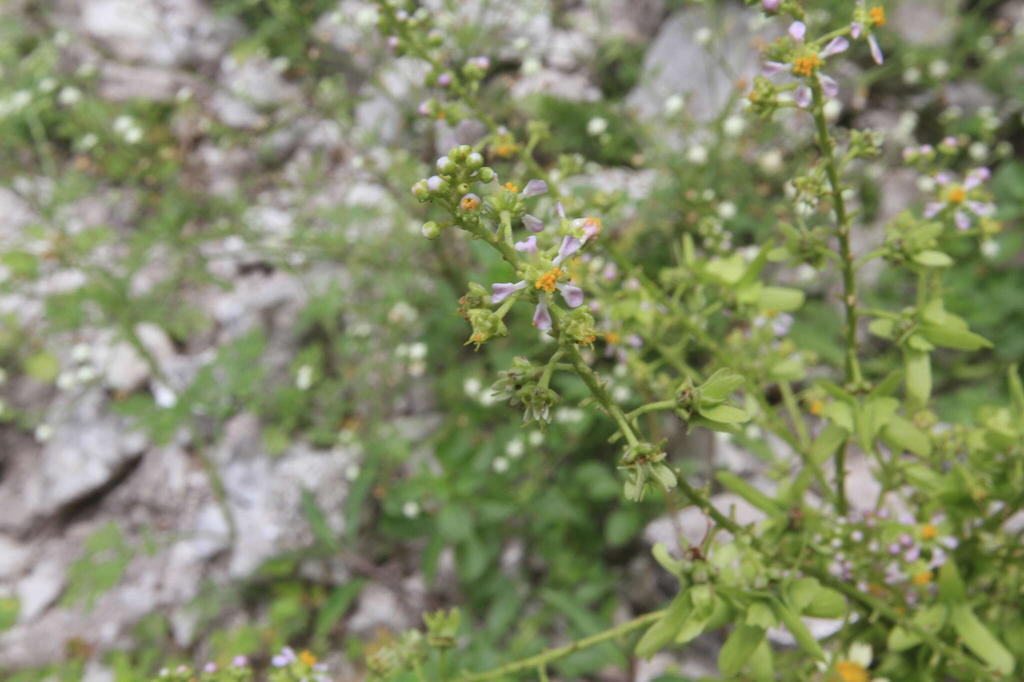 Sivun Adelphia hiraea (Gaertn.) W. R. Anderson kuva