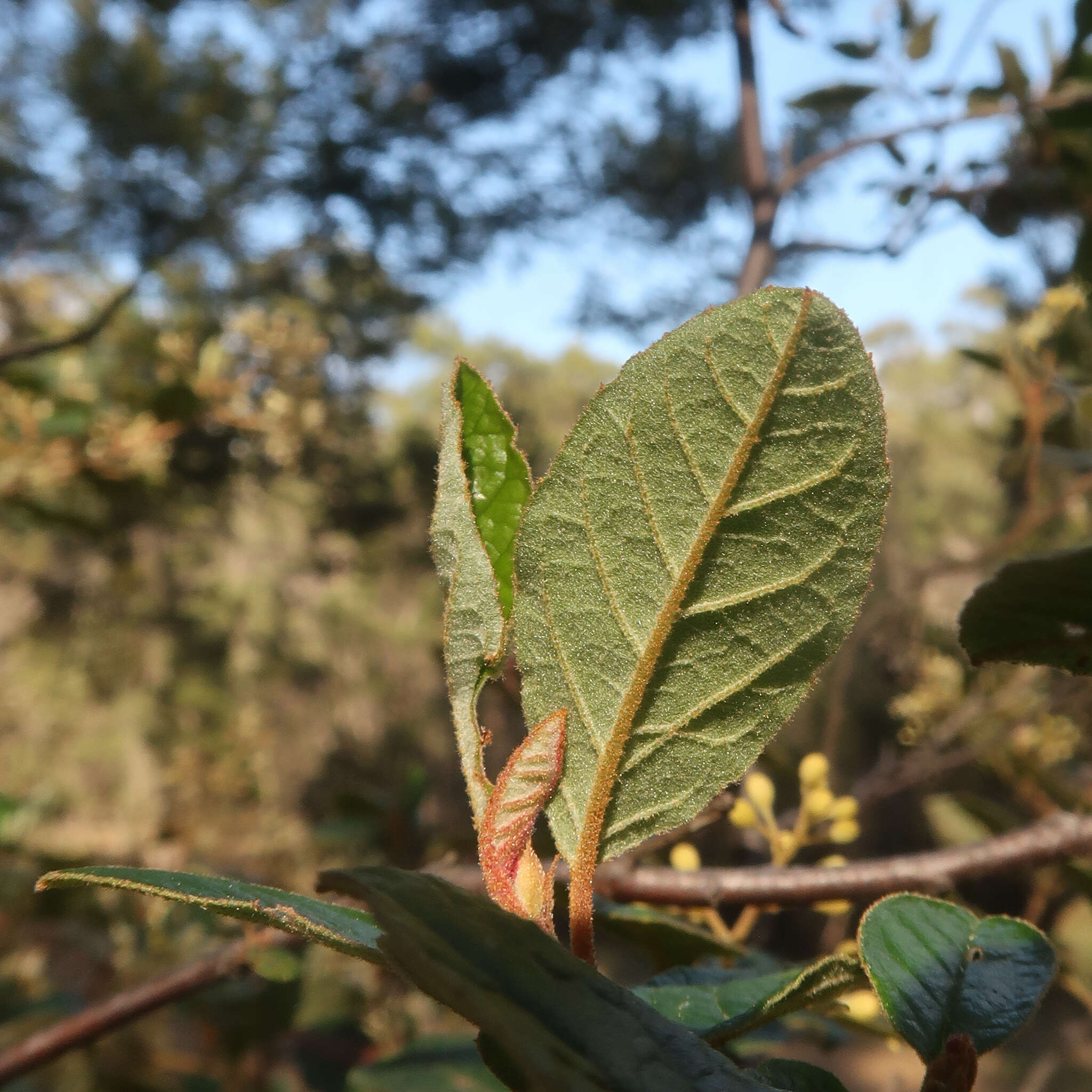 Слика од Pomaderris elliptica Labill.