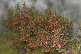 Image de Dodonaea lobulata F. Müll.