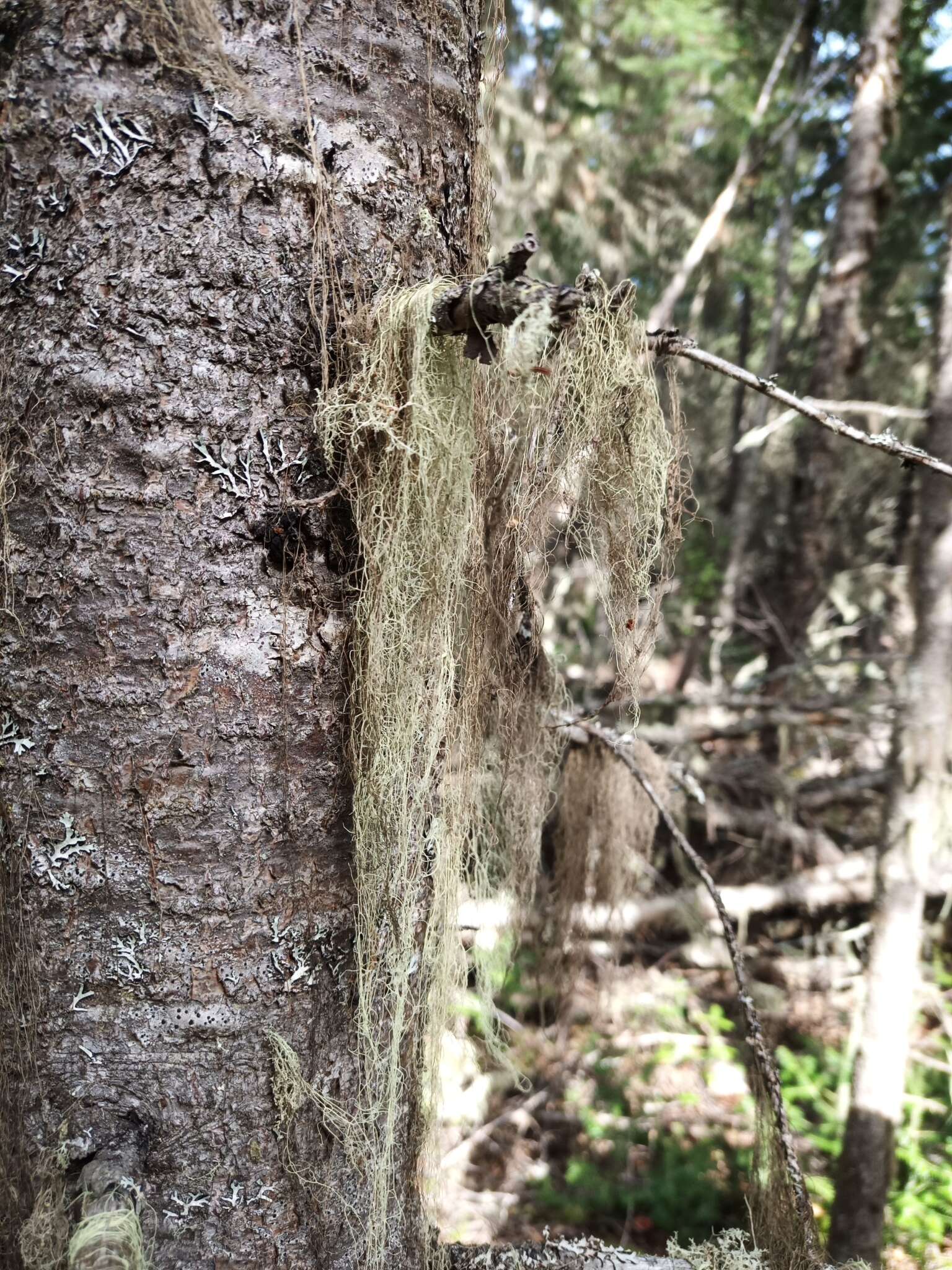 Image of cavern beard lichen