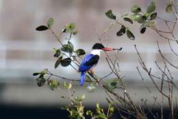 Image of Black-capped Kingfisher