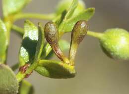 Plancia ëd Asphondylia clavata Gagne 1990