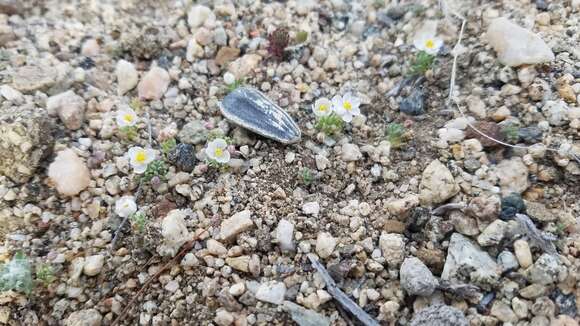 Image of White pygmy-poppy