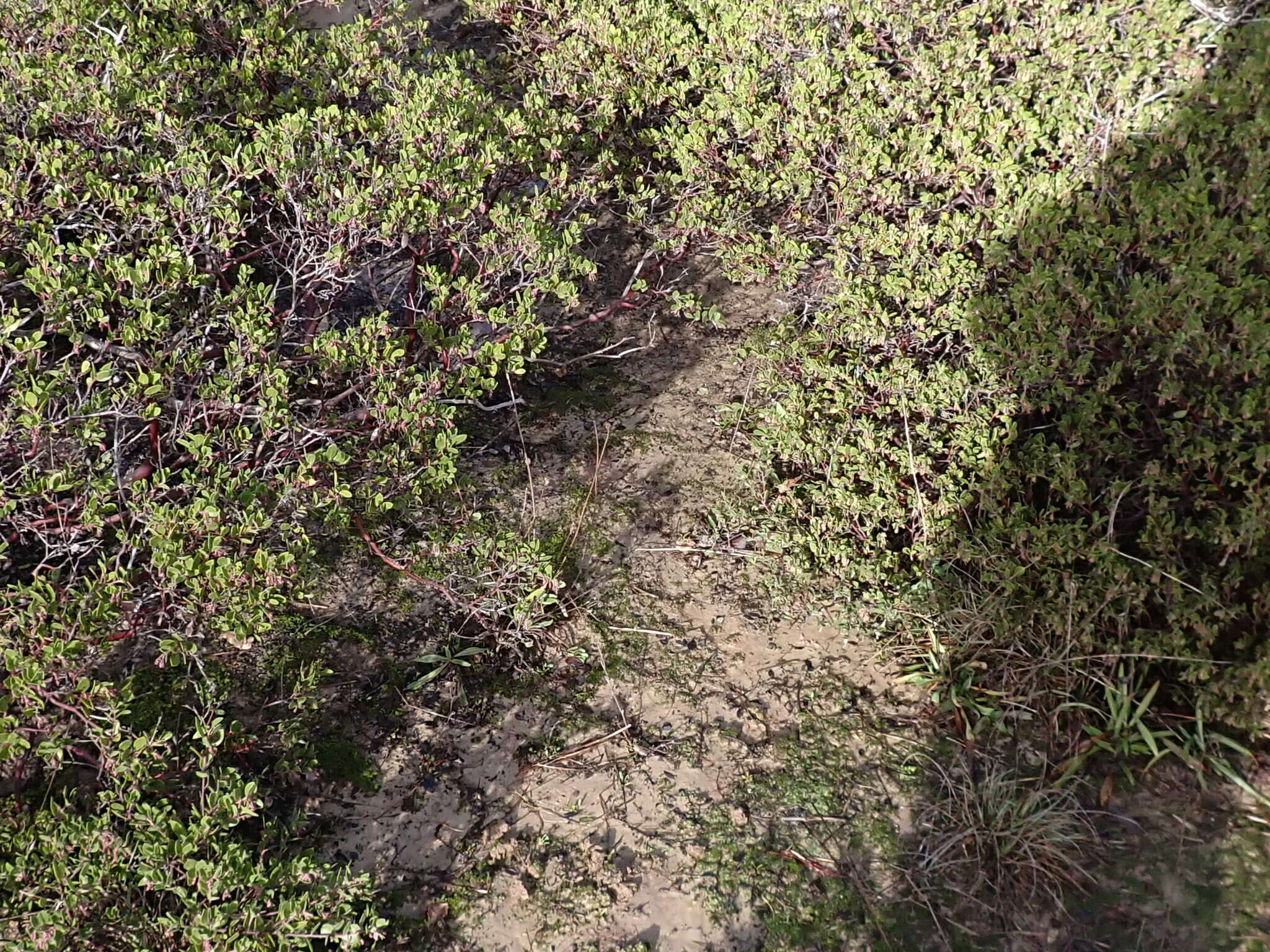 Слика од Arctostaphylos densiflora M. S. Baker